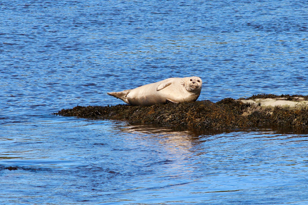 A Lazy Saturday Seal