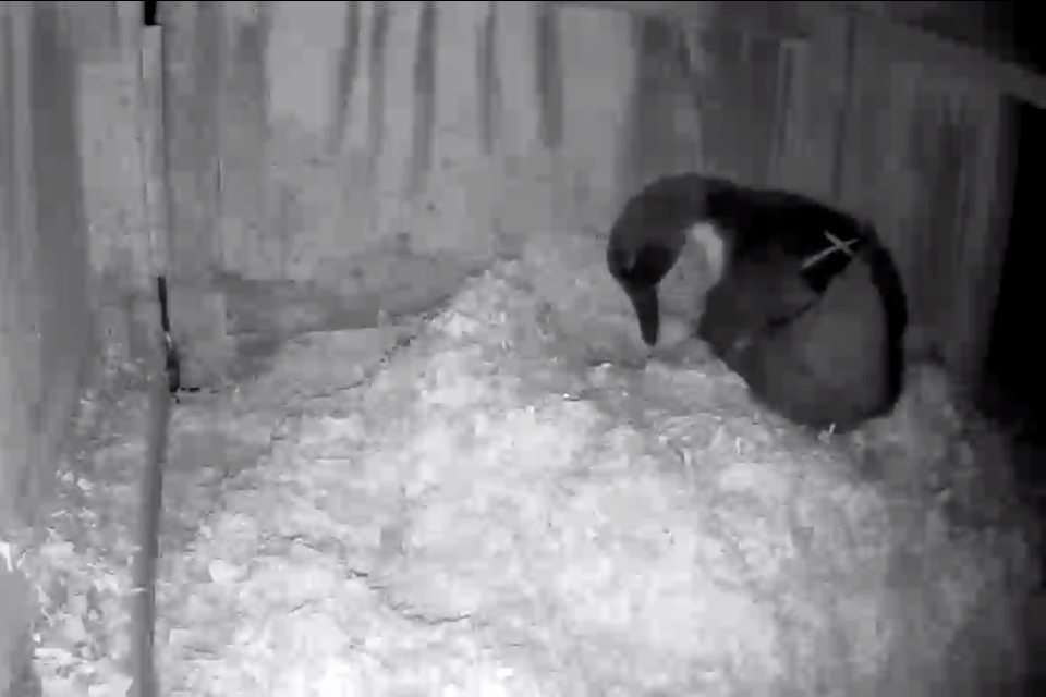 broody duck rolling her eggs