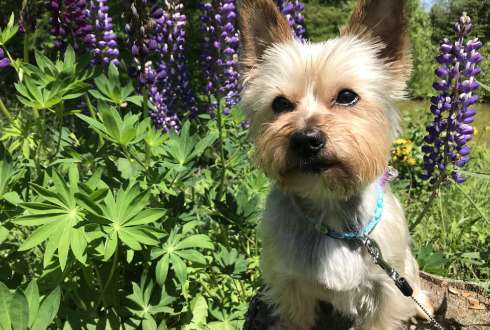 A Gidget in the Lupines