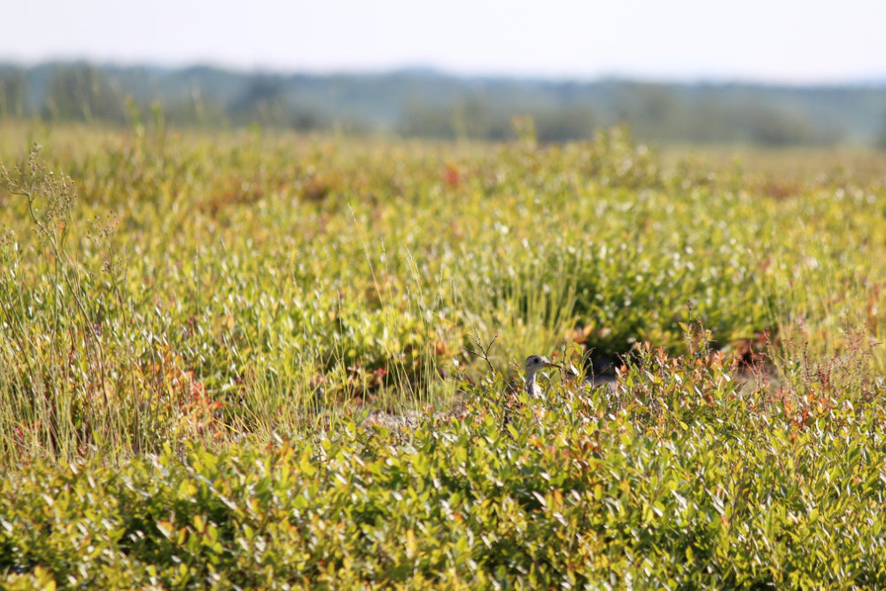 upland sandpiper on the barrens in Maie