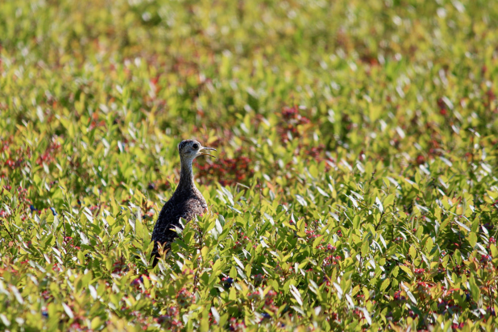 Maine Upland Sandpiper on the Barens