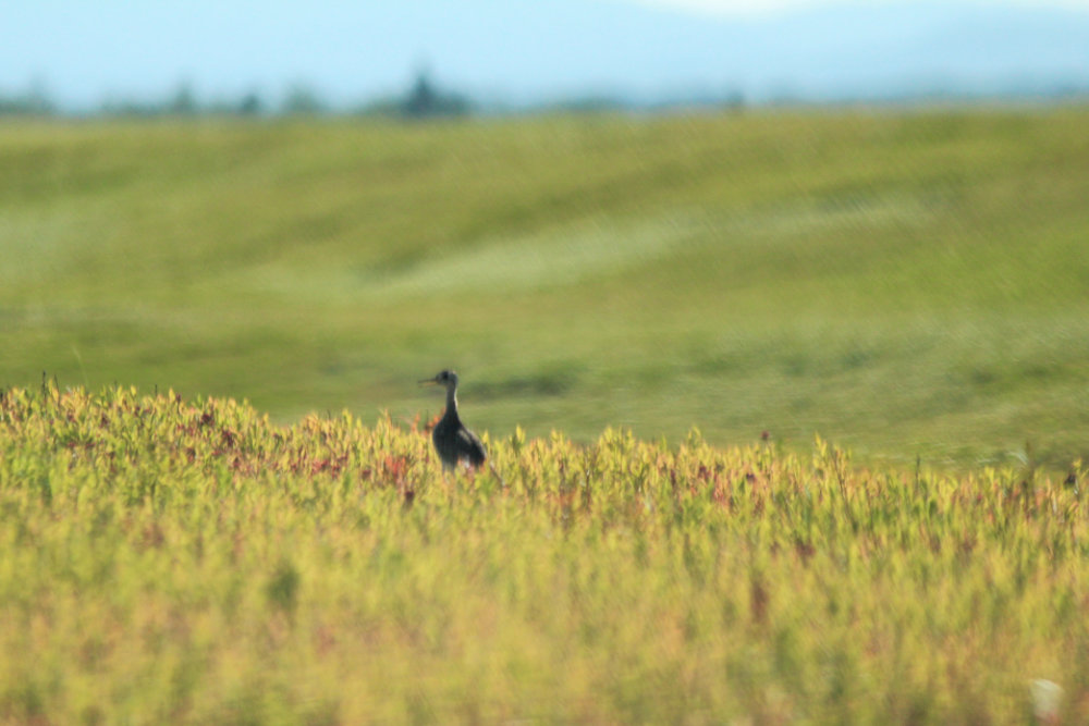 upland sandpiper on the barrens