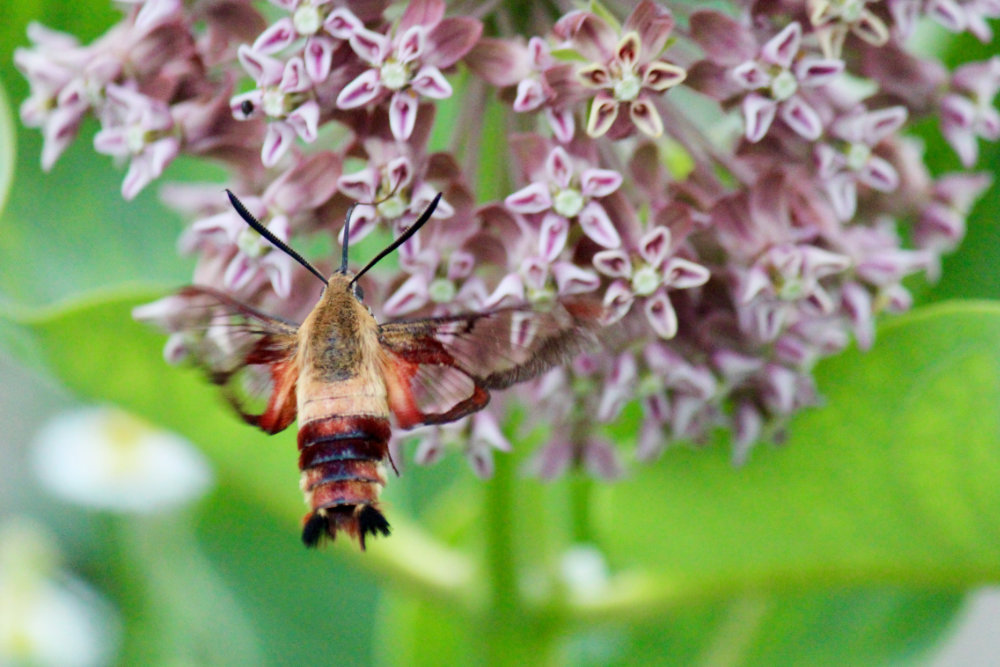 Clearwing moth on milkweed in Maine