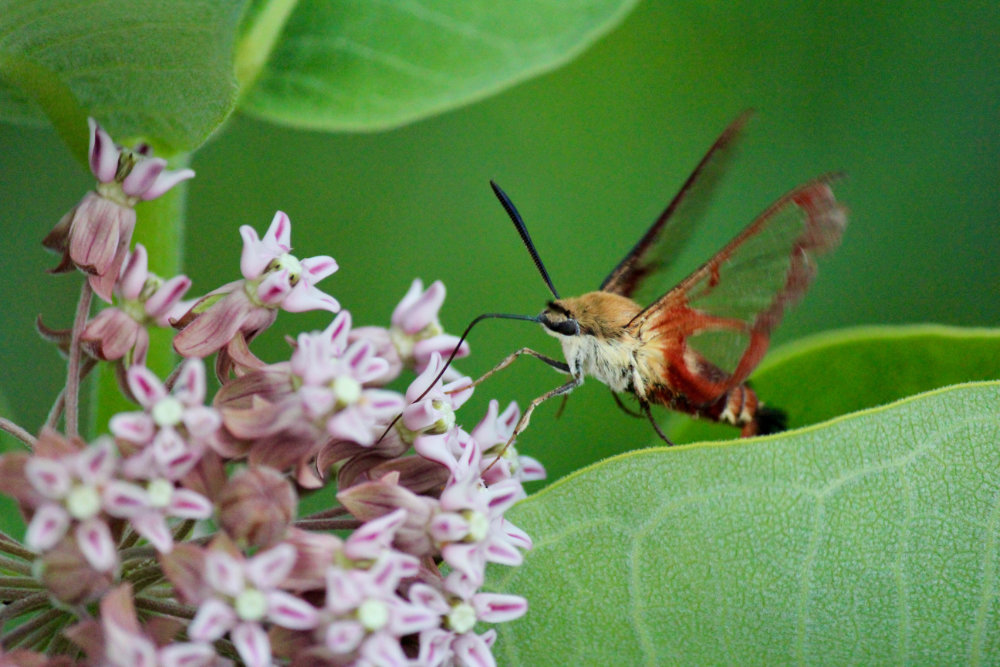 Hummingbird Moth on Milkweed in Maine