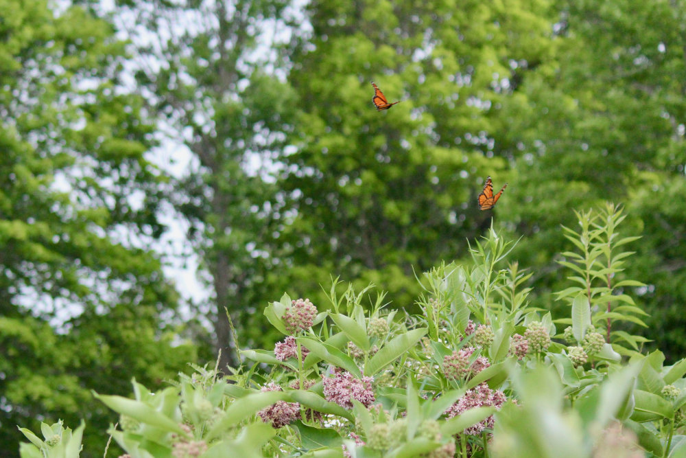 dancing butterflies