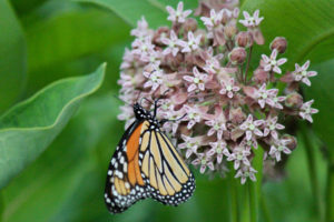 Monarch on Milkweed in Maine