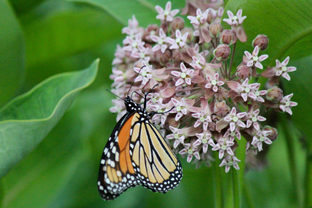 milkweed pollinators