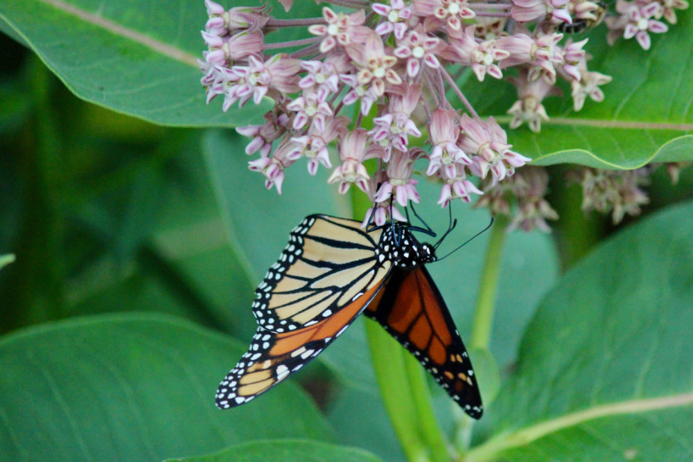 beautiful butterflies