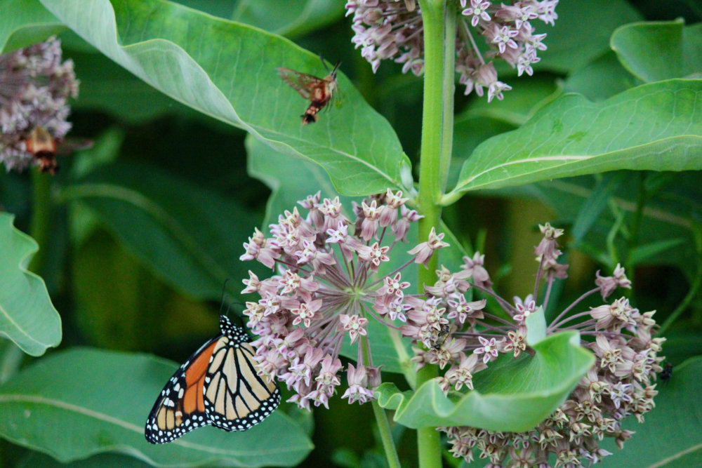 butterflies and hummingbird moths on milkweed