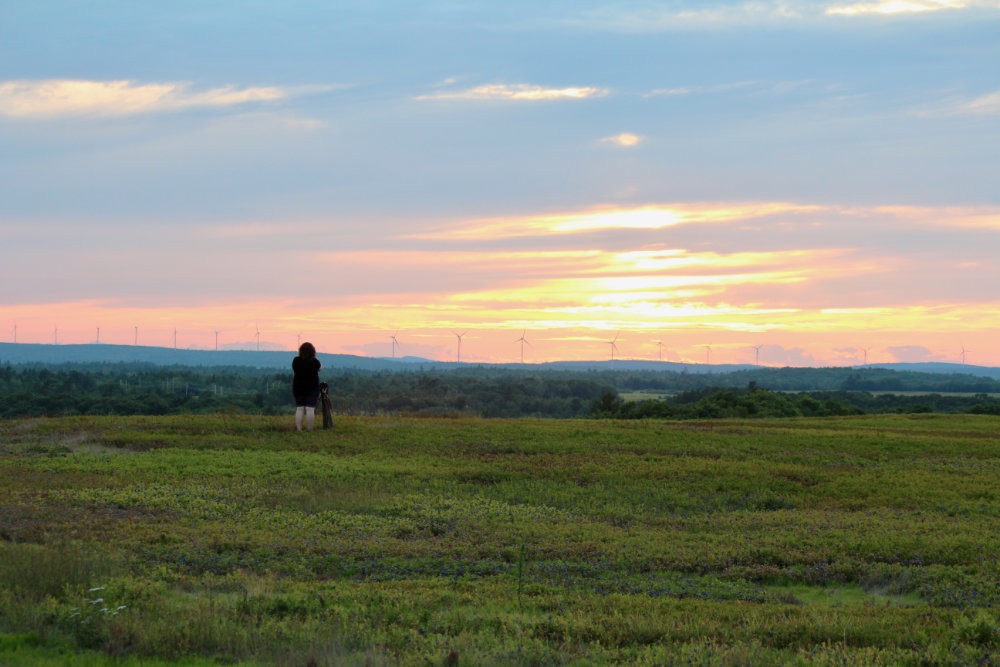 Windmills and Blueberry Barrens in Maine