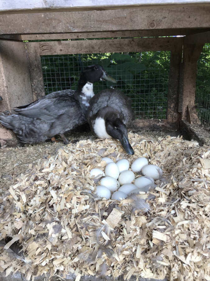 doodle and murphy sharing nest