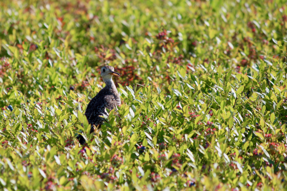 upland sandpiper on the barrens