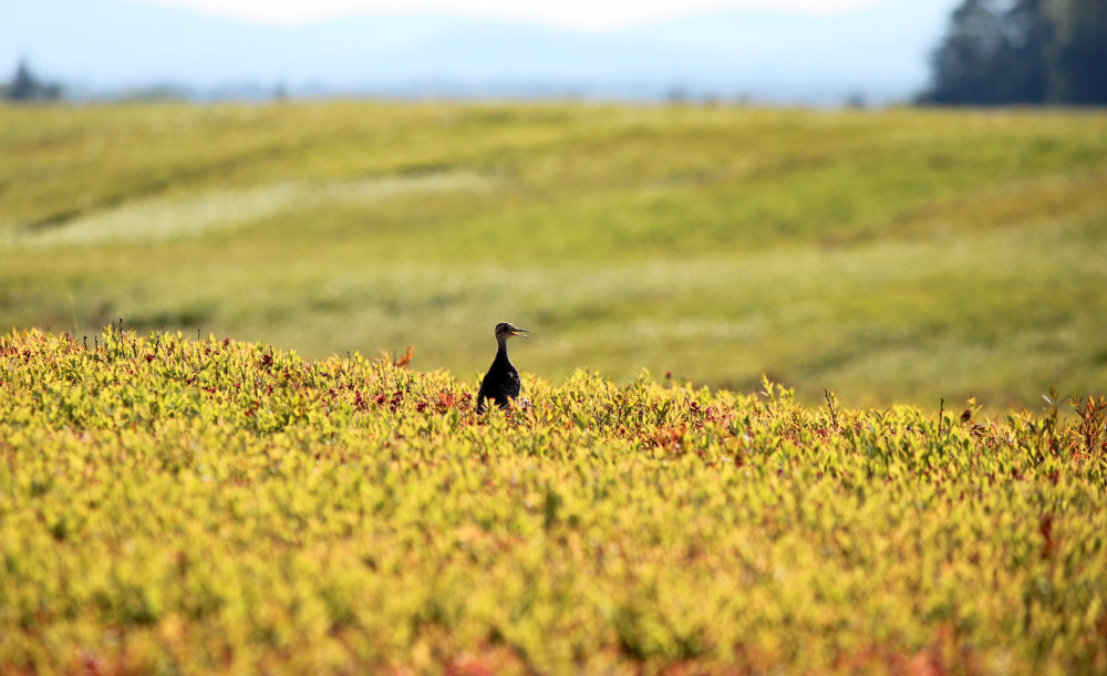 Upland Sandpipers on the Barrens