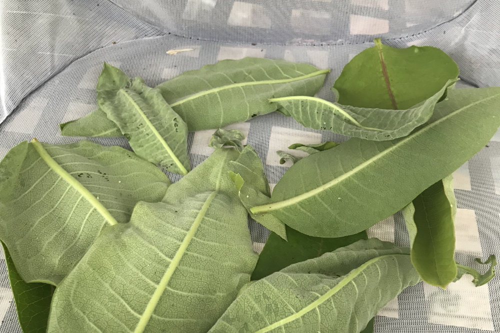 net enclosure for monarch caterpillars