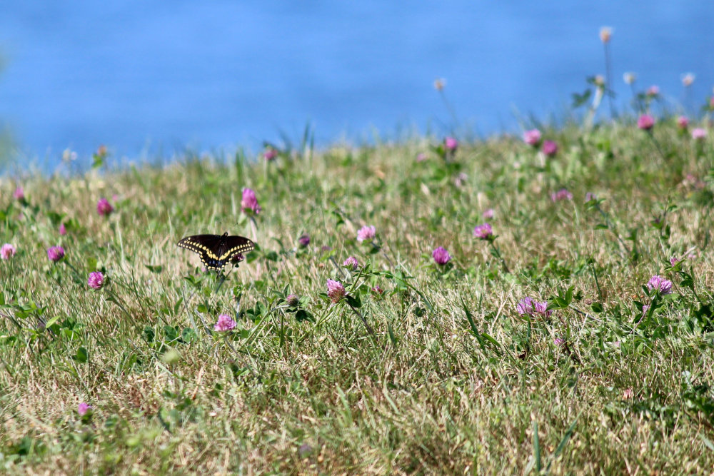 black swallowtail along the penobscot river in maine