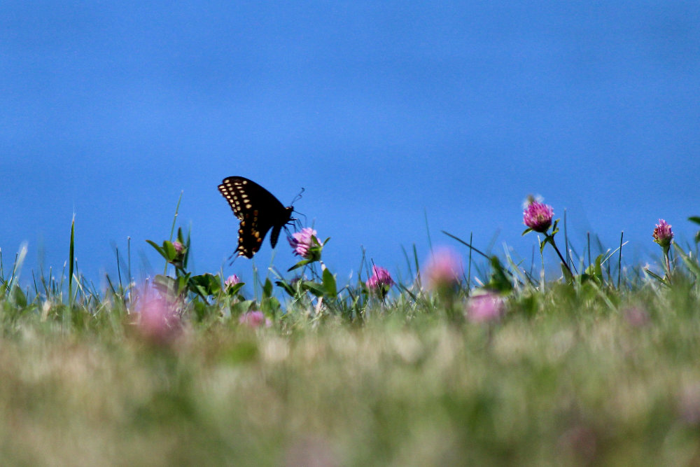 black swallowtail along the penobscot river in maine