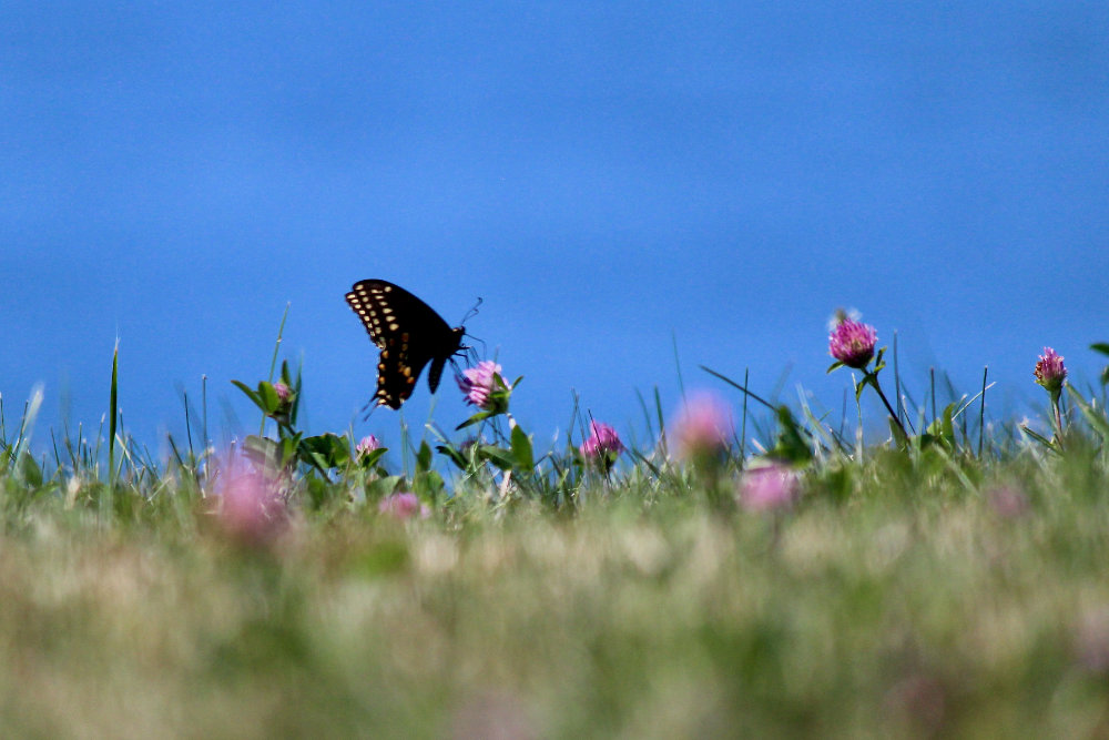 Black Swallowtail Butterfly