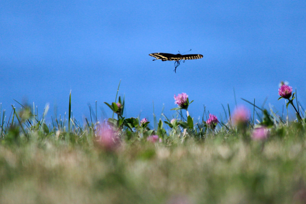 black swallowtail along the penobscot river in maine