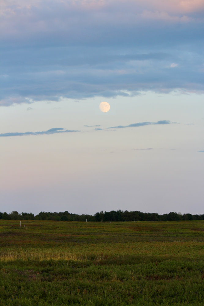 ripening moon over the barrens