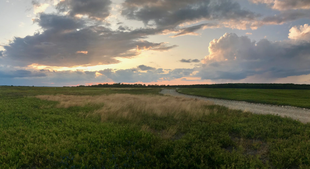 Maine sunset over the blueberry barrens