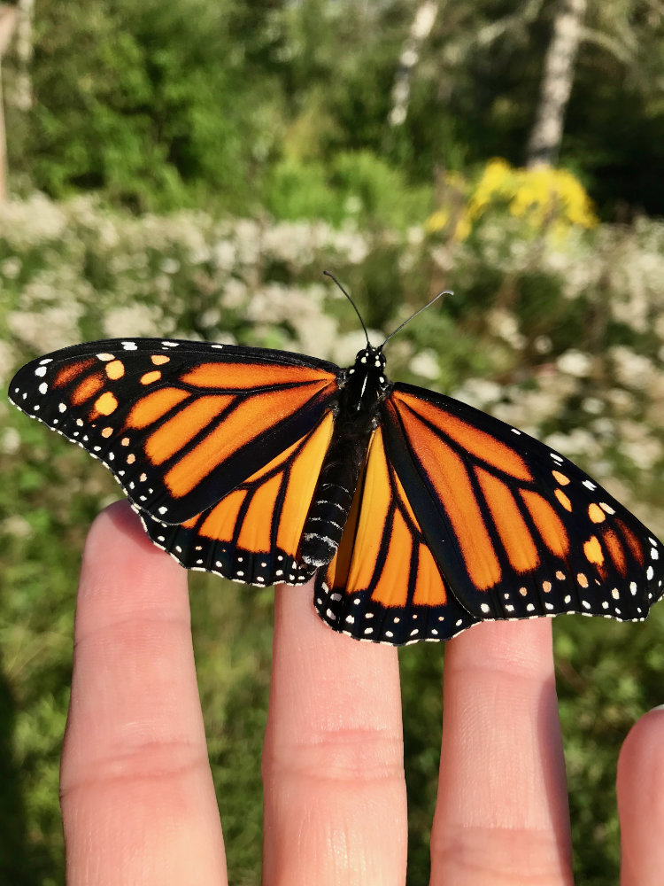 Maine home grown Monarch