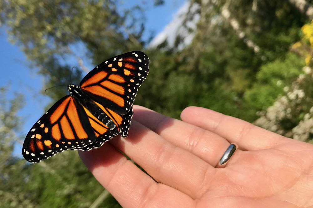 raising monarch caterpillars