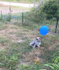 gidget chasing birthday balloon