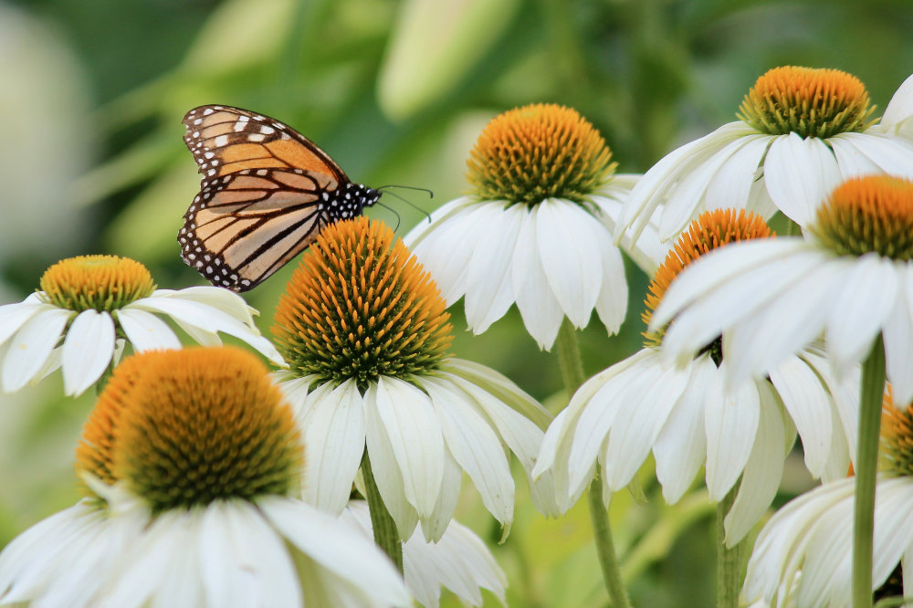 Kingsbrae Monarch Canada