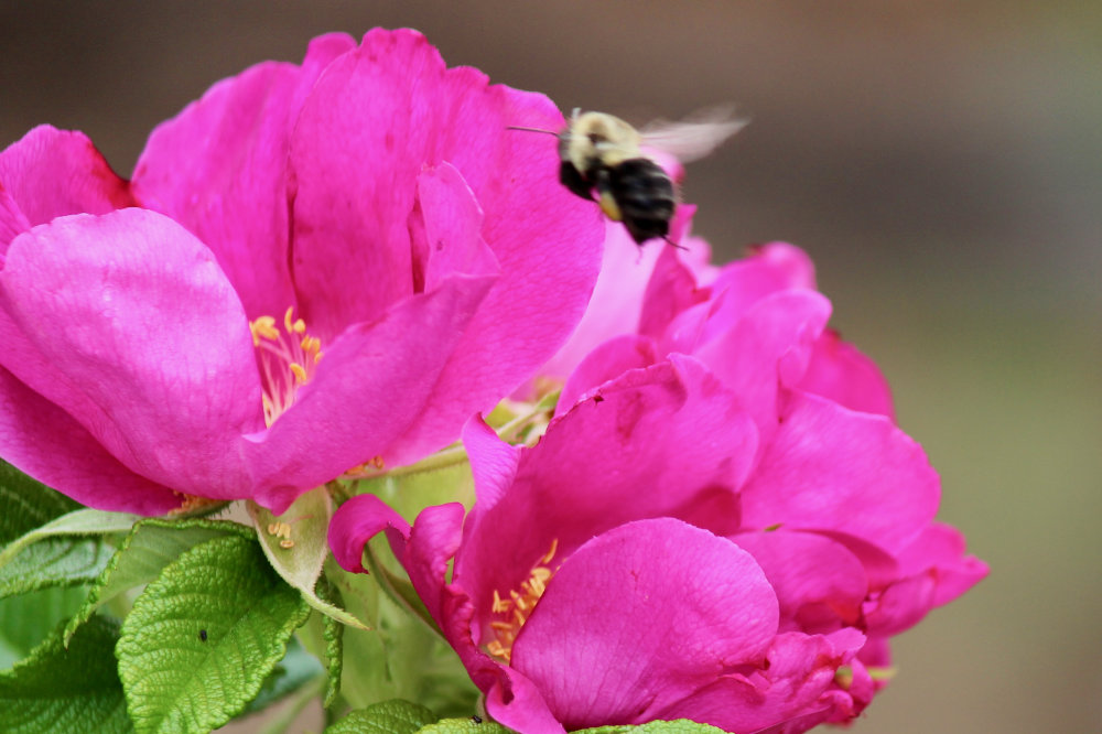 Kingsbrae Pollinators