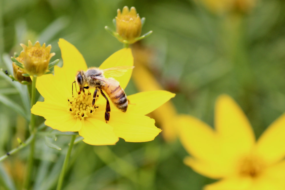 Kingsbrae Canada Pollinators
