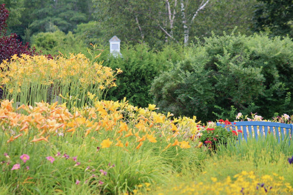 Kingsbrae Gardens Lillies