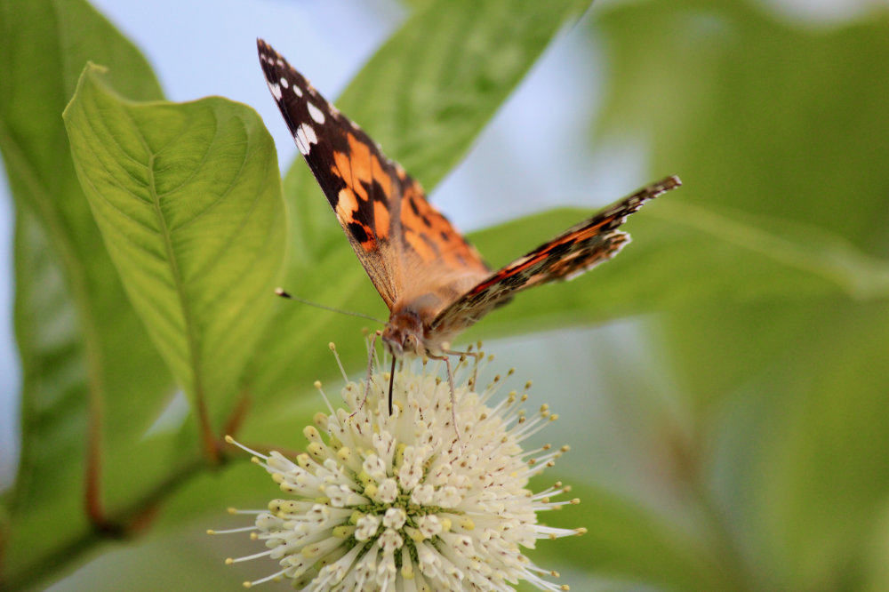 Kingsbrae Butterflies