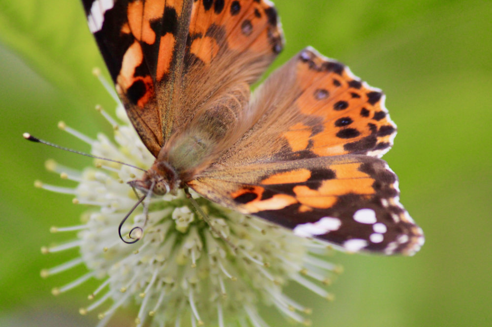 Kingsbrae Canada Pollinators