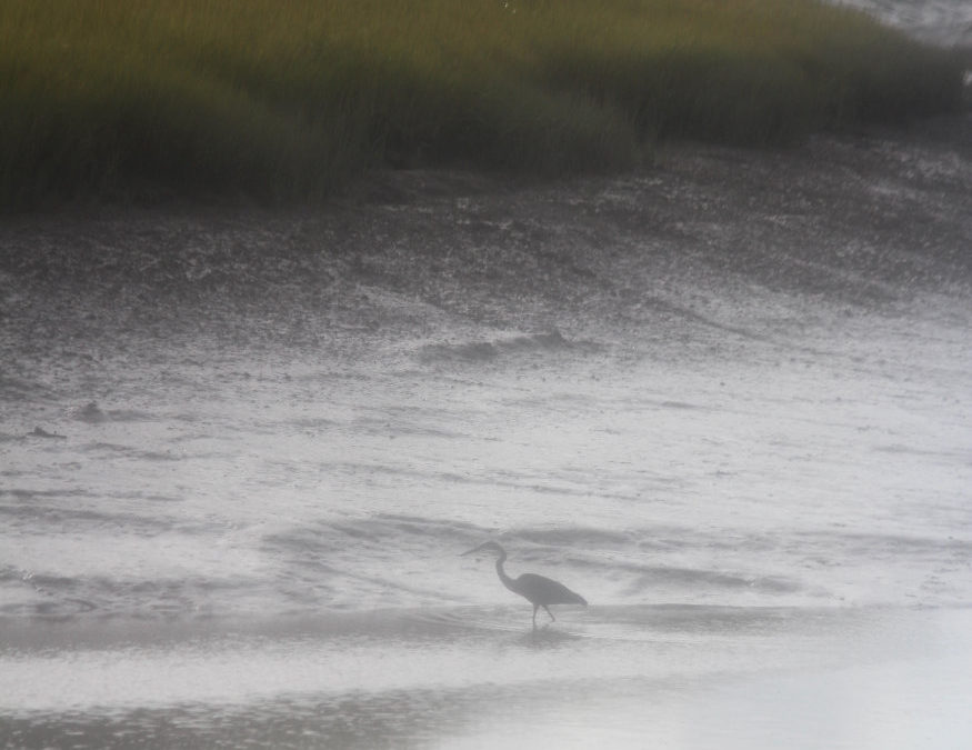 Heron on a Cold Morning