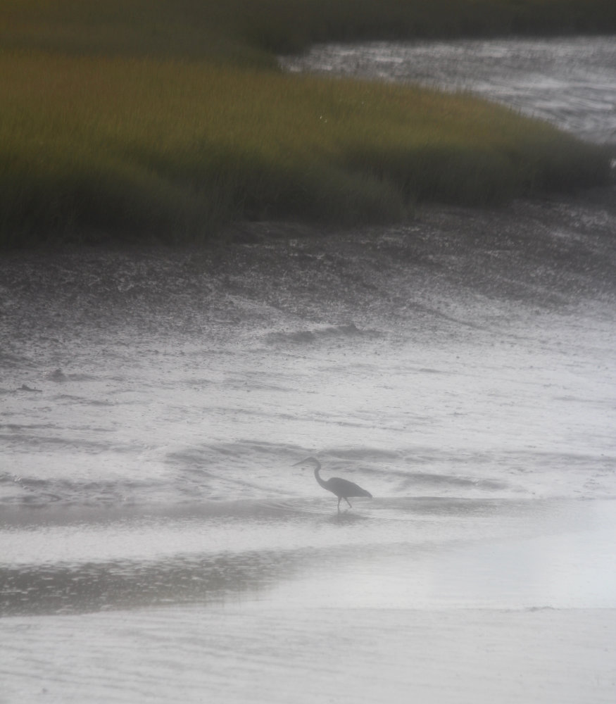 Heron on a cold morning