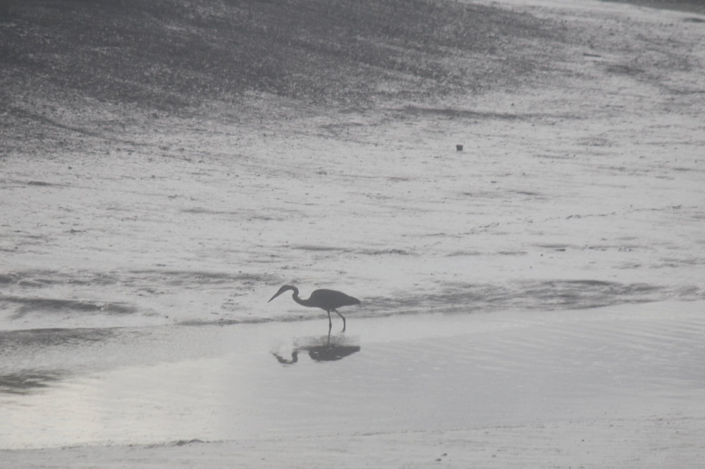 Maine Blue Heron on a cold morning