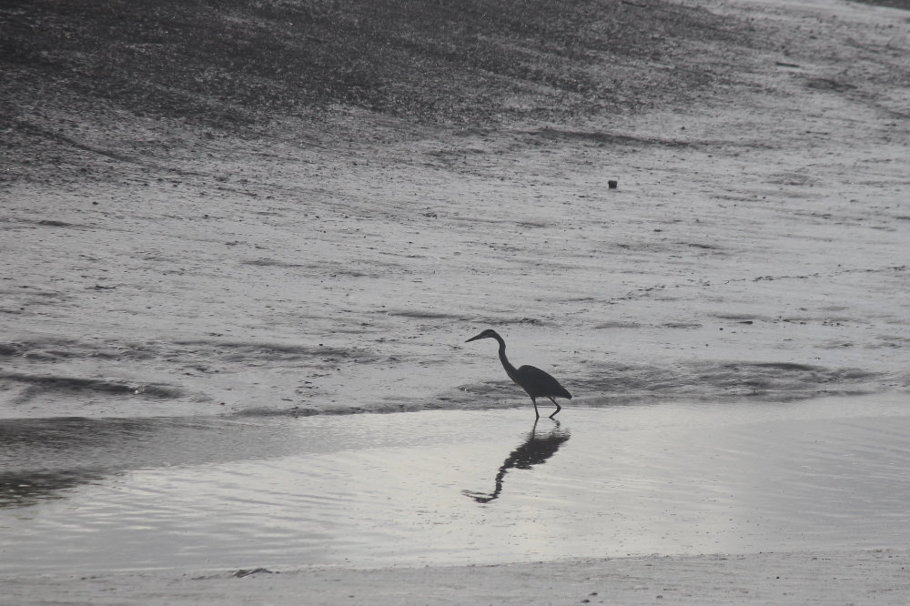 Heron in Maine on a cold morning