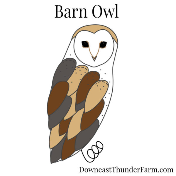 Barn Owl Book