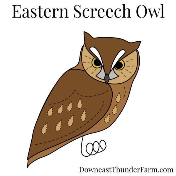 Eastern Screech Owl Book