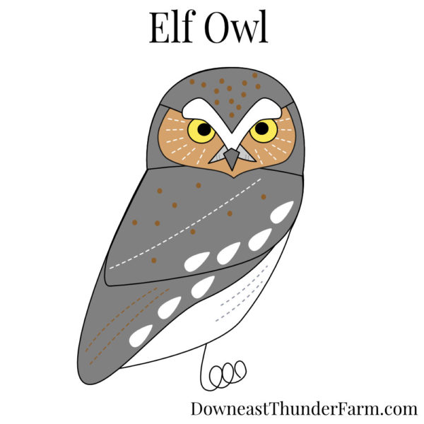 Elf Owl Book