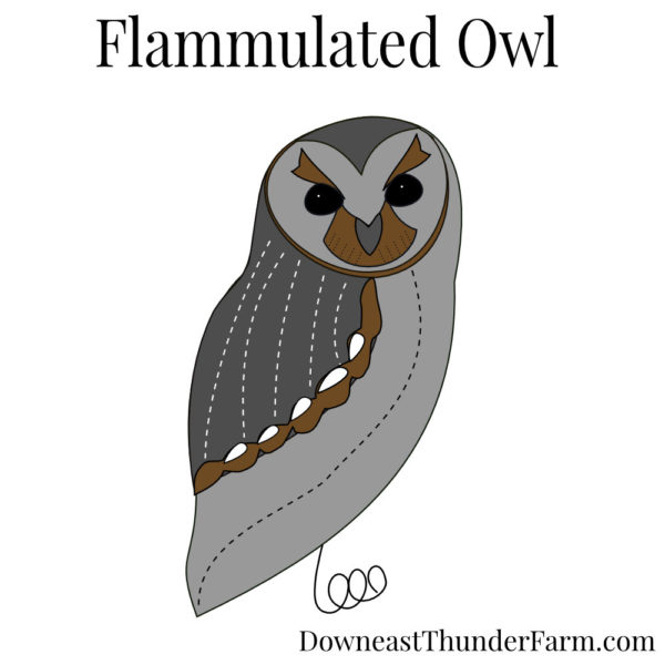 Flammulated Owl Book