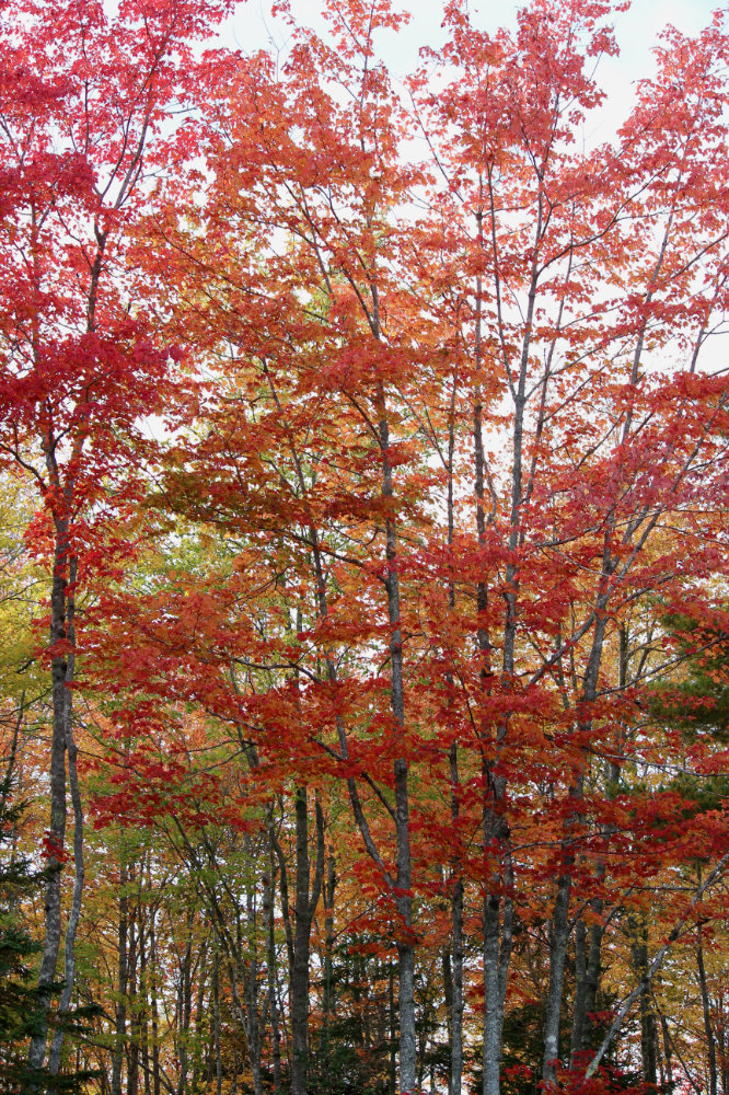 autumn at Downeast Thunder Farm