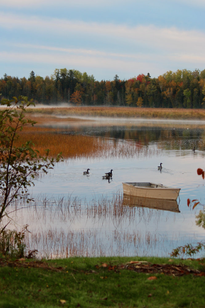 Canada Geese on Pleasant River with Sea Smoke