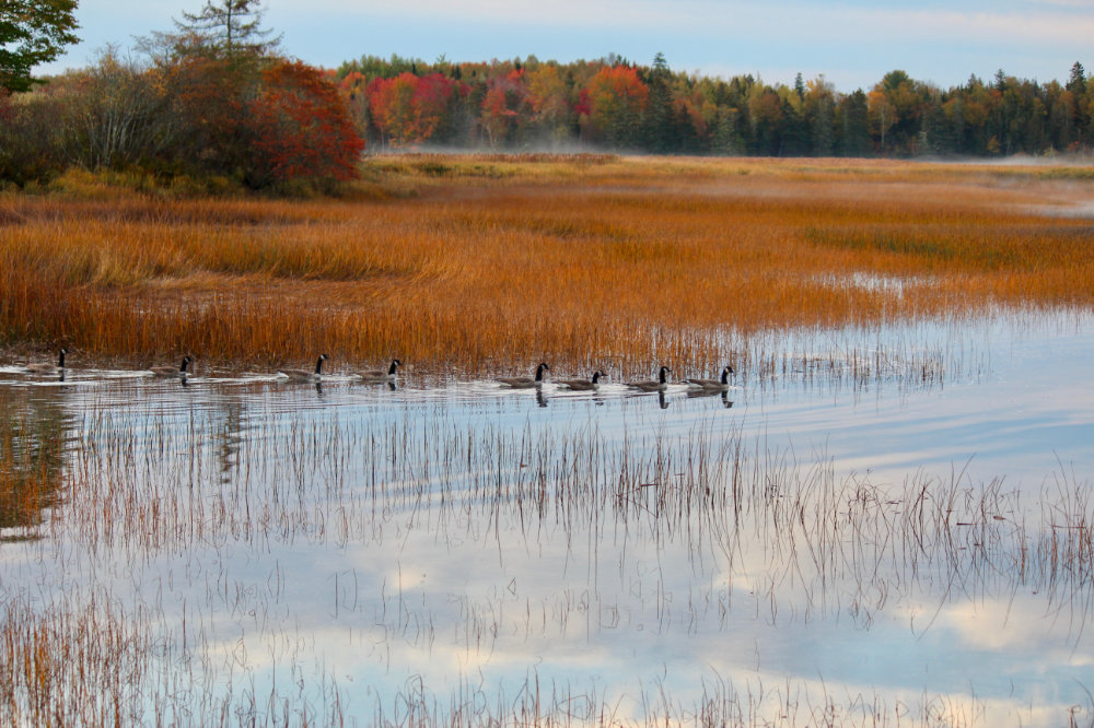 Canada Geese emerging from marsh grass