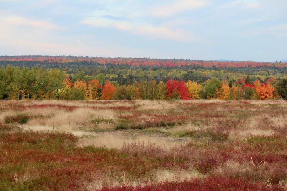 Autumn Views