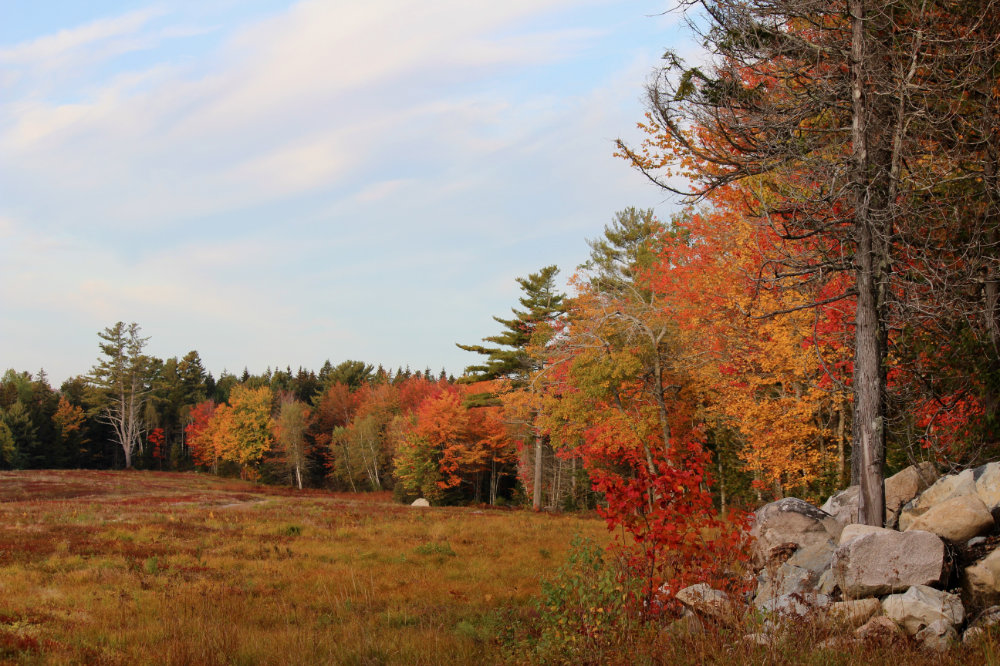 Blueberry Field in Autumn