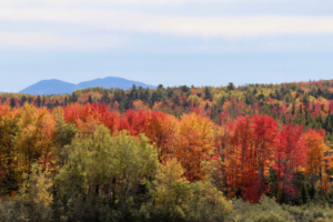 Cadillac in Autumn