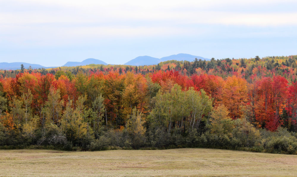 Cadiallac Mountain in the Autumn