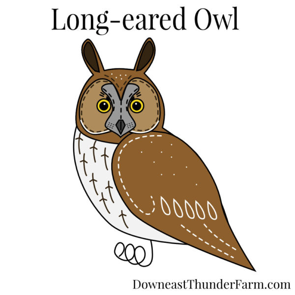 Long Eared Owl Book