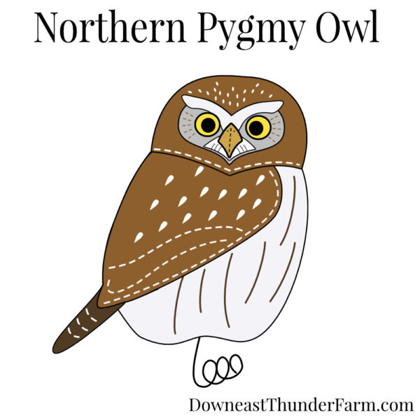 Northern Pygmy Owl Book